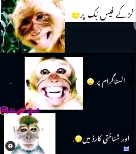 Memes & Satire image