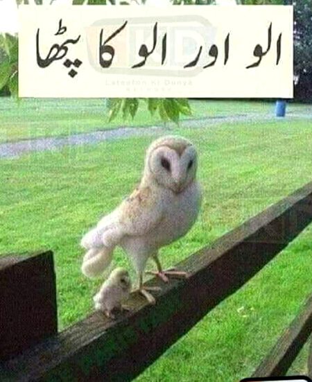 Funny joke