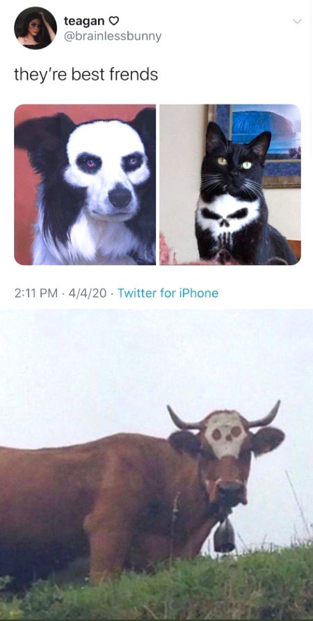 Memes & Satire image