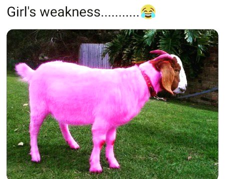 Memes & Satire image