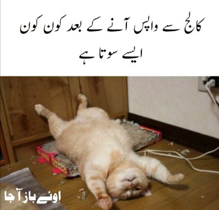 Memes & Satire image