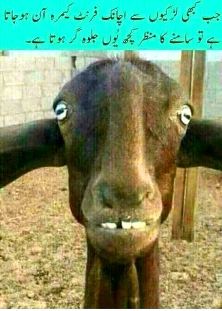 Memes & Satire image