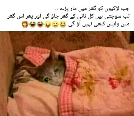 Memes & Satire image