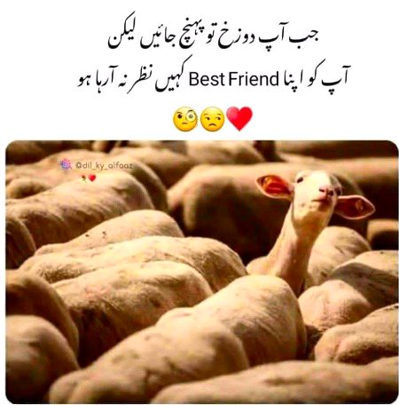 Memes & Satire image