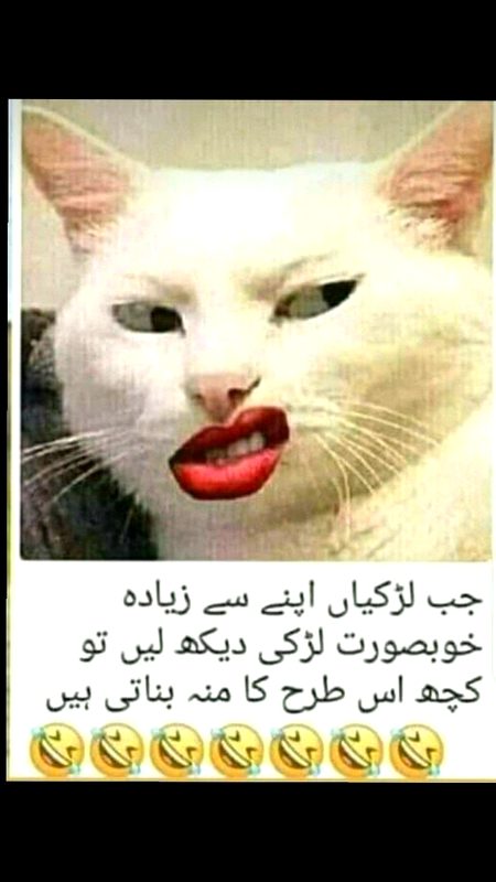 Memes & Satire image