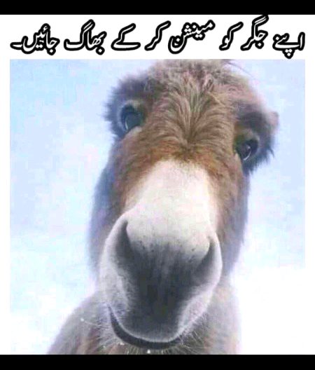 Memes & Satire image