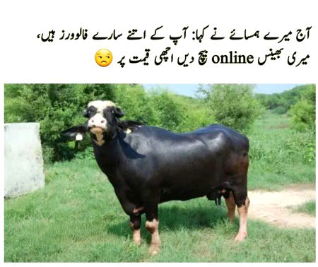 Memes & Satire image