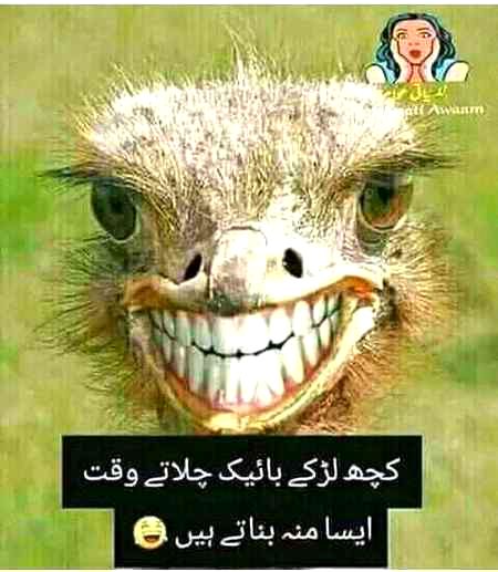 Memes & Satire image