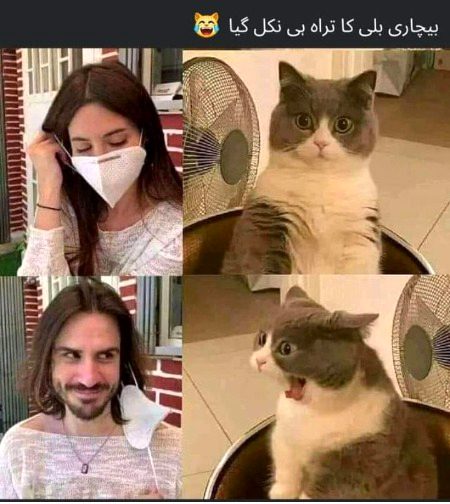 Memes & Satire image