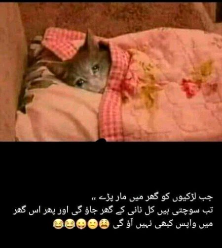 Memes & Satire image