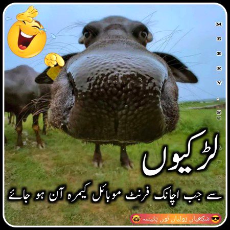 Memes & Satire image