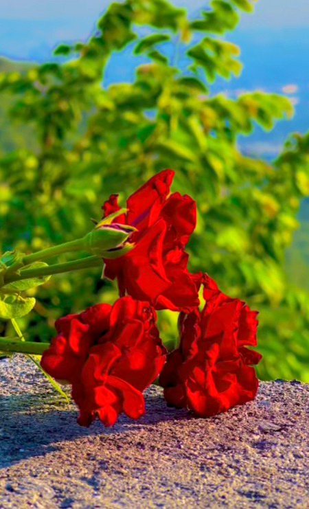 Beautiful Nature image