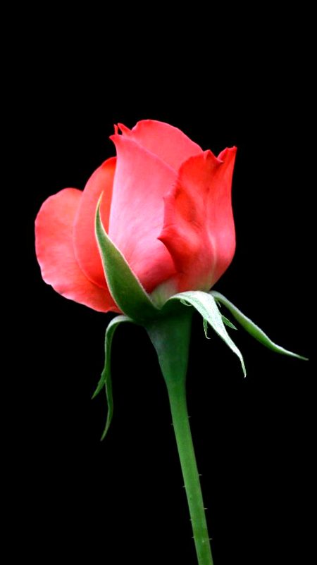 Good afternoon