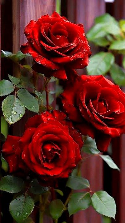 Beautiful Nature image