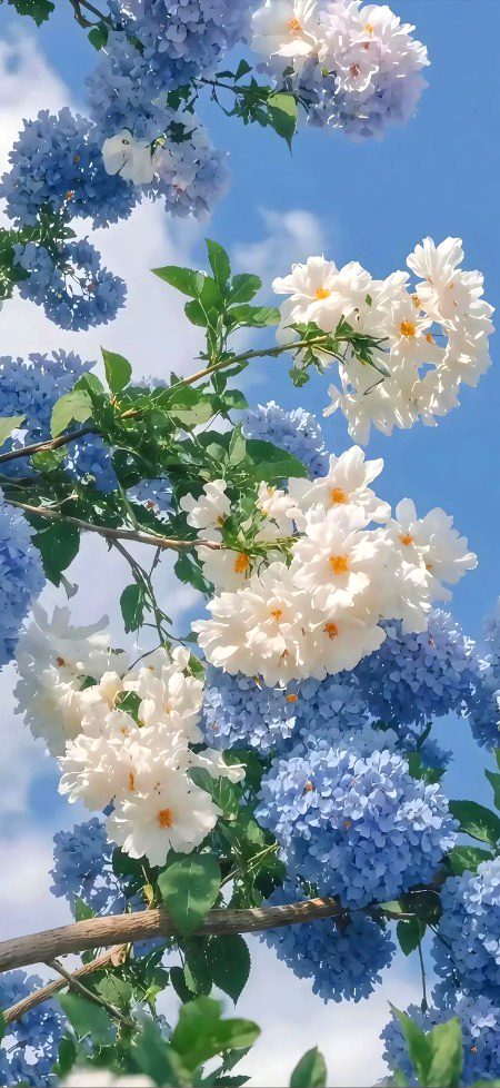 Beautiful Nature image