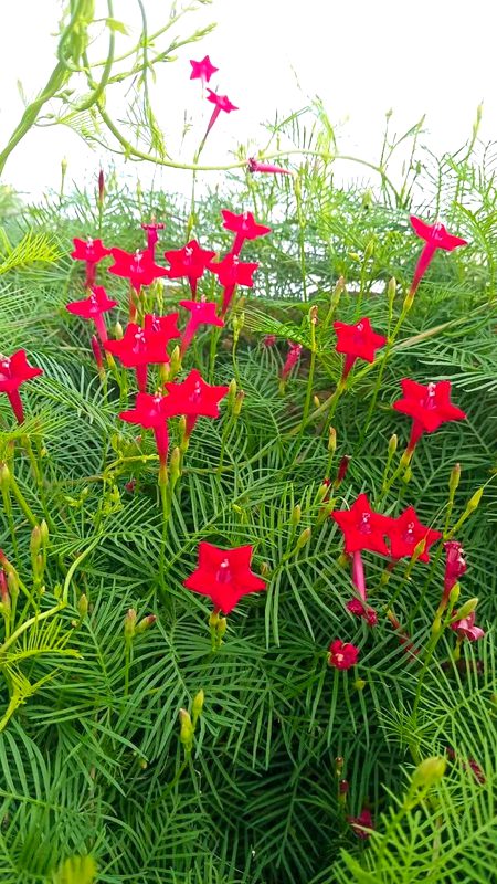 Beautiful Nature image