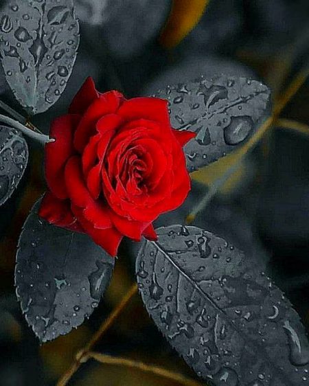 Beautiful Nature image