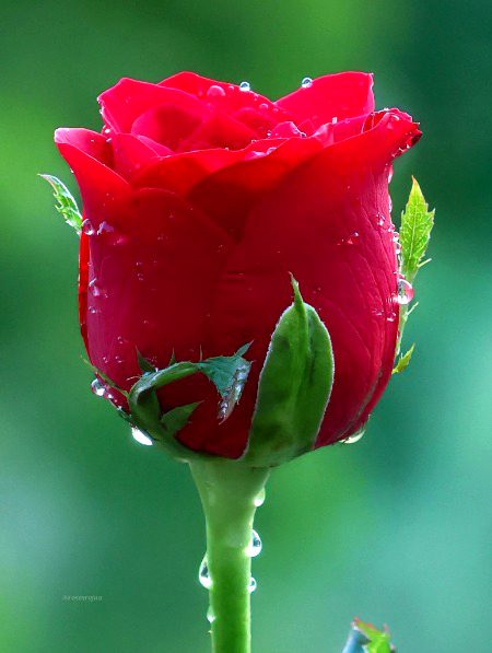 Beautiful Nature image