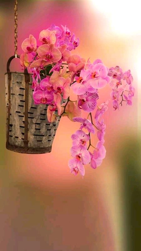 Beautiful Nature image