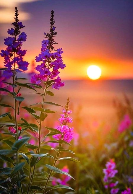 Beautiful Nature image