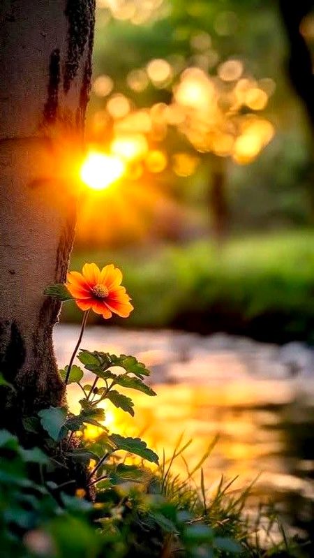 Beautiful Nature image