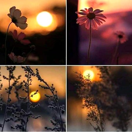 Beautiful Nature image