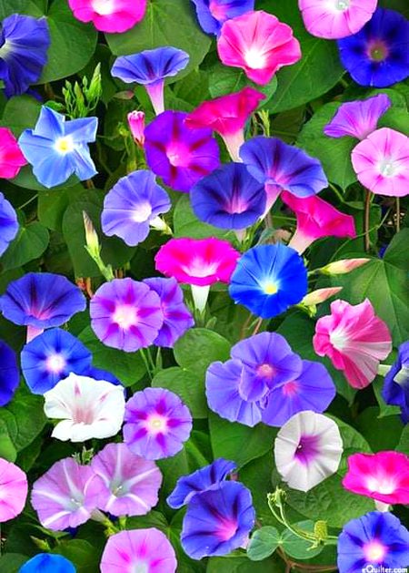 Beautiful Nature image