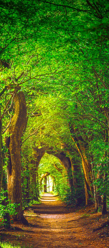 Beautiful Nature image