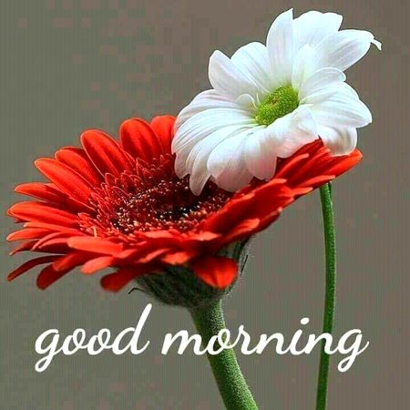 Good morning