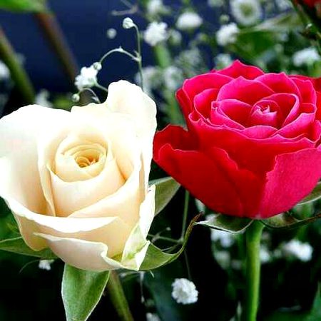 Beautiful Nature image