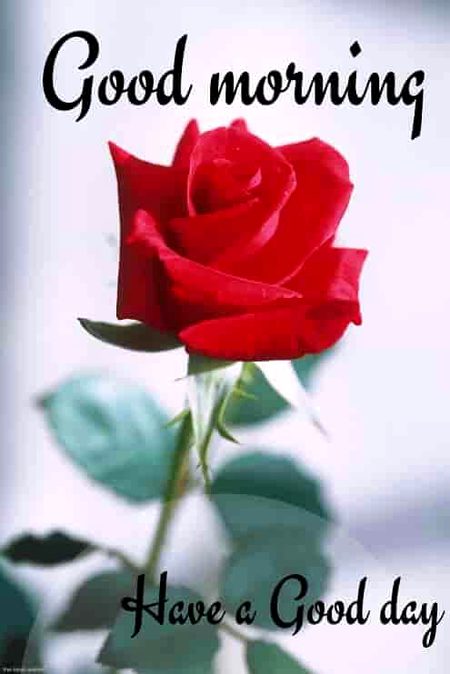 Good morning