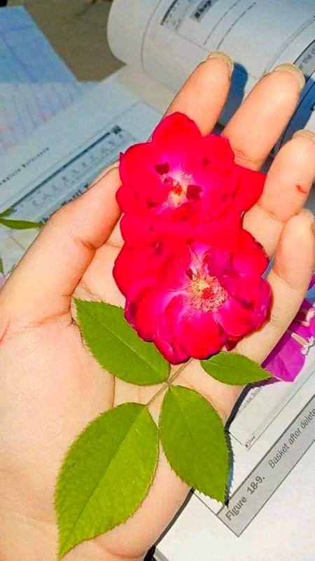 Beautiful Nature image