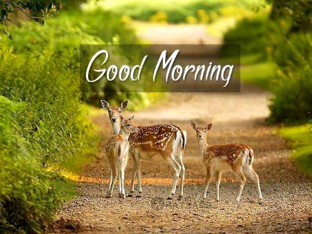 Beautiful Nature image