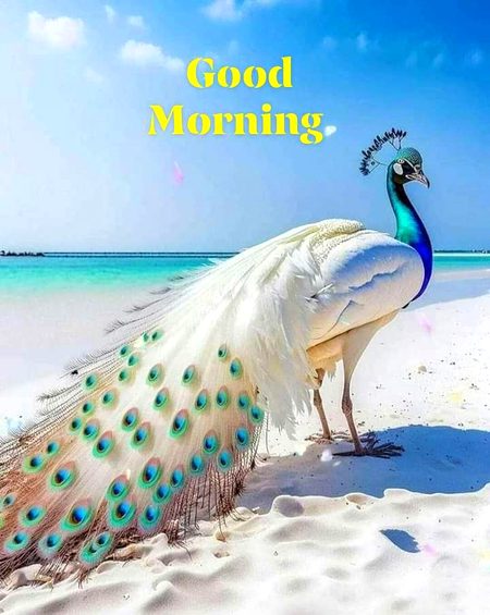 Good morning