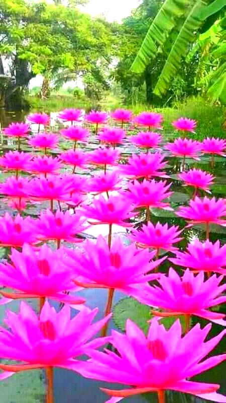 Beautiful Nature image