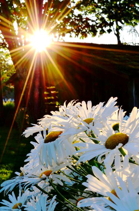 Beautiful Nature image