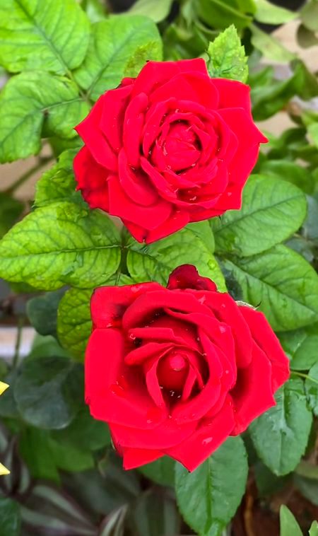Good morning