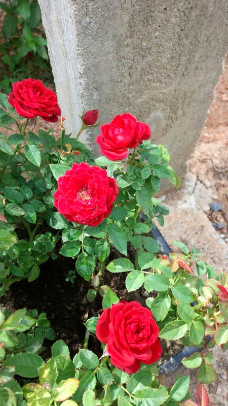 Beautiful Nature image