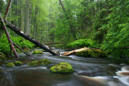 Beautiful Nature image