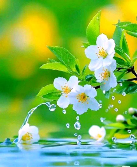 Beautiful Nature image