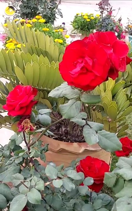 Beautiful Nature image