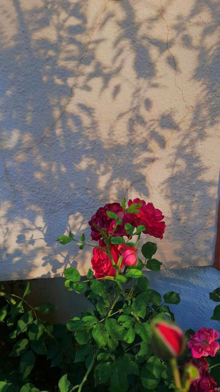 Beautiful Nature image