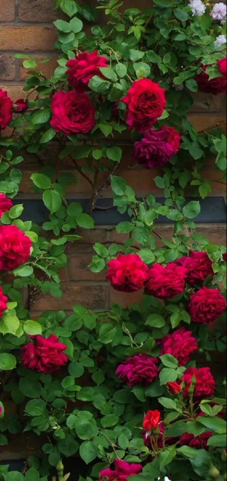 Beautiful Nature image