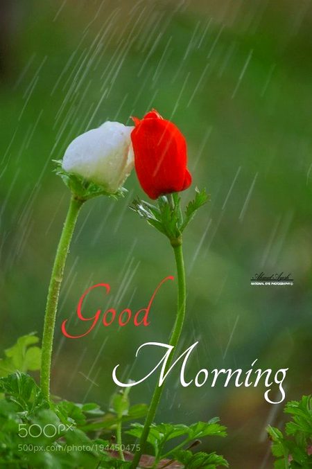 Beautiful Nature image