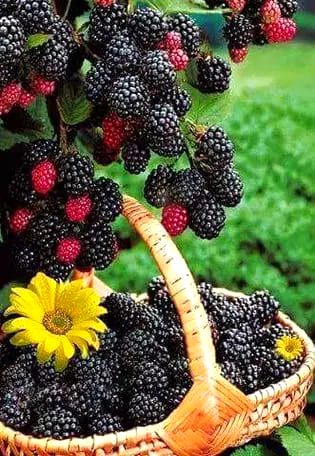 Beautiful Nature image