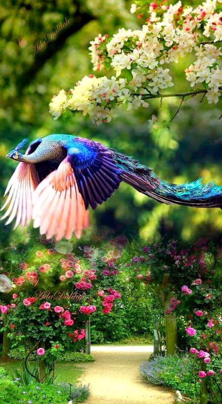 Beautiful Nature image