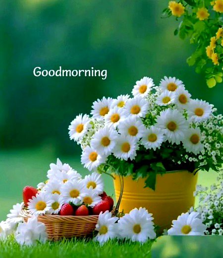 Beautiful Nature image