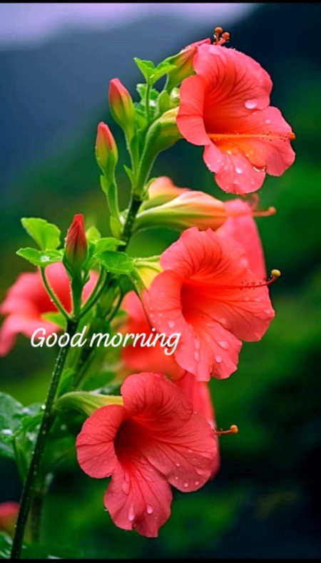 Beautiful Nature image