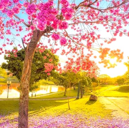 Beautiful Nature image