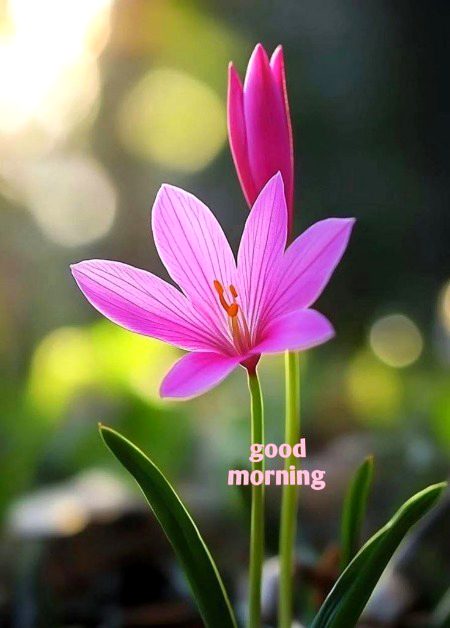 Beautiful Nature image